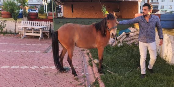 Down Sendromlu Çocukların Atları Çalındı