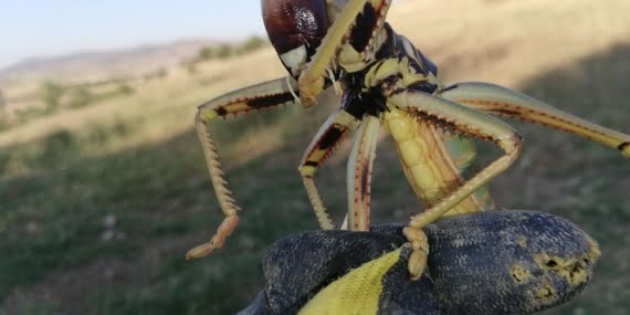 Batman’da 20 Cm’lik Etçil Çekirge Görüldü!