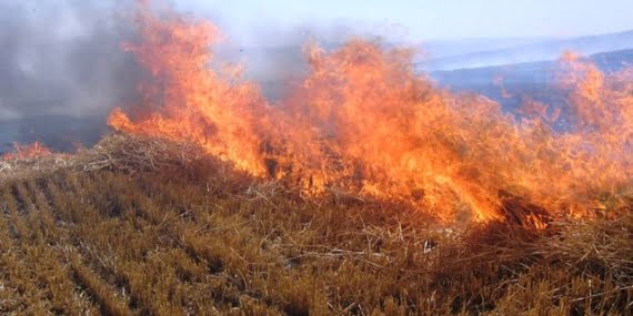 Anızları Yakmayalım Canlıları Koruyalım!
