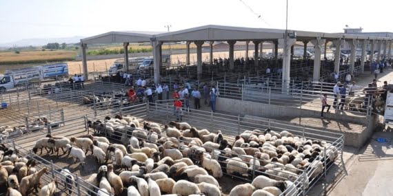 Diyanet, 2021 Yılının Vekaletle Kurban Bedelini Açıkladı