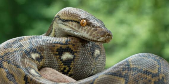 Avusturya’da komşunun yılanı bir kişiyi tuvalette cinsel organından ısırdı