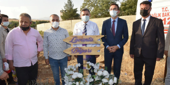 Kozluk ilçesinde lavanta hasadı yapıldı Kozluk ilçesinde lavanta hasadı yapıldı