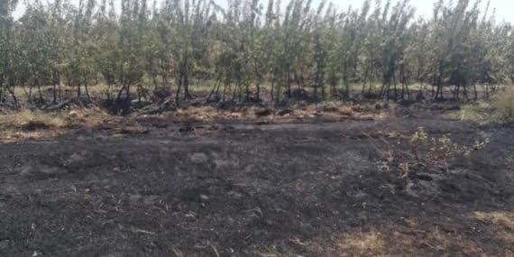 Beşiri’deki elma bahçelerinde yangın çıktı