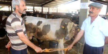 korona-viruse-karsi-sopa-ve-halatlarla-kurban-13462370_amp