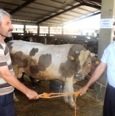 korona-viruse-karsi-sopa-ve-halatlarla-kurban-13462370_amp