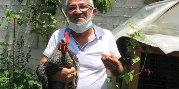 Bu horoz yumurtluyor!