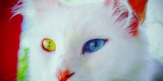 4 biden fazla kedi arasında en saldırganı Van kedisi seçildi