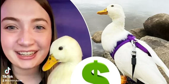 Bu ördeğin 2.7 milyon takipçisi var: Ayda 4 bin 500 dolar kazanıyor