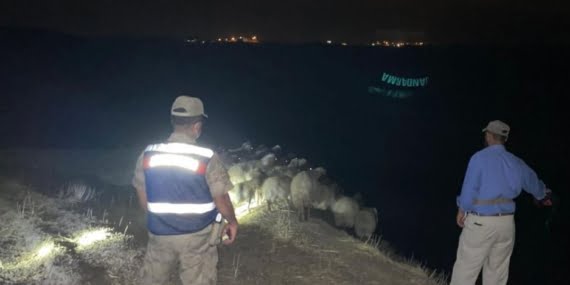 Kozluk ilçesinde çalınan koyunlar Jandarma tarafından bulundu Kozluk ilçesinde çalınan koyunlar Jandarma tarafından bulundu