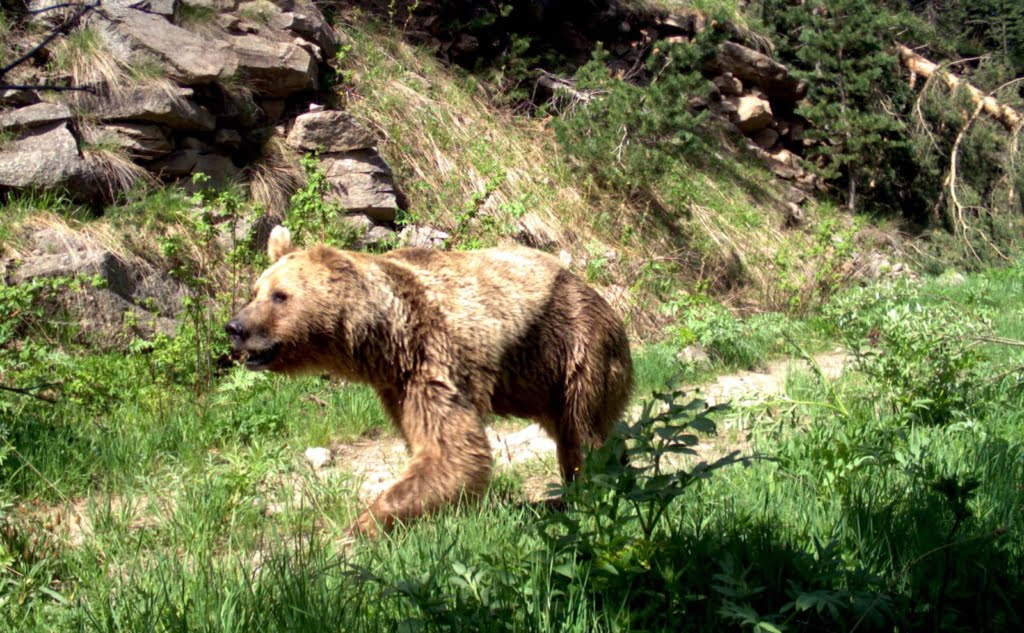 Ülkede yaban hayatı koruma