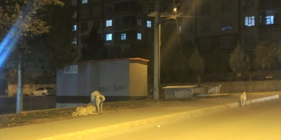 Tilmerc mahallesi sakinleri sokak köpeklerinden geceleri dışarı çıkamıyor