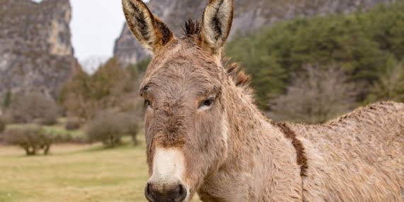 Yargıtay’dan eşşek yorumu: Öncelikle eşeğin büyükbaş hayvan olup olmadığı açıklığa kavuşturulmalı