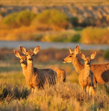 mule-deer-seedskadee-national-wildlife-refuge-wild-life-selective-focus-wallpaper