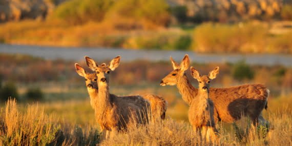 Ülkede yaban hayatı koruma