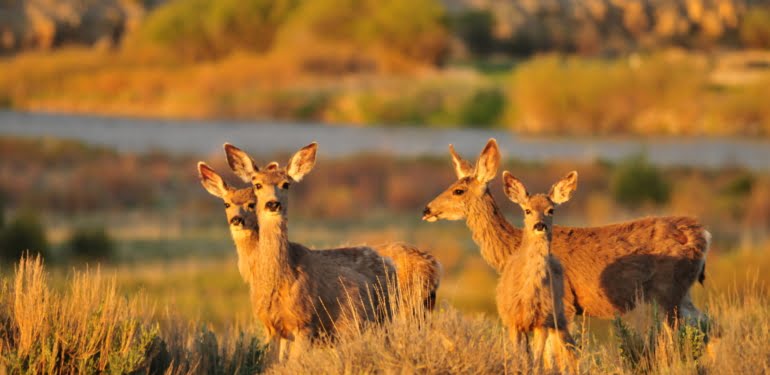 mule-deer-seedskadee-national-wildlife-refuge-wild-life-selective-focus-wallpaper