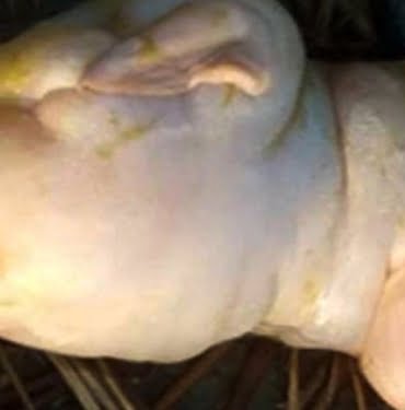 qv4fupx1uDTrtXVPJOUQqbsCuPUZGWPat4VmJOcv