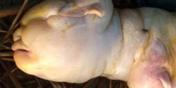 Hindistan’da ‘insan yüzlü’ keçi dünyaya geldi