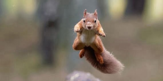 Sincap öfke nöbeti geçirdi: 18 kişiyi hastanelik etti