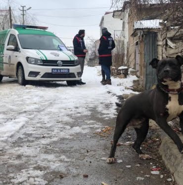 20220104-pitbull-sivas-aa