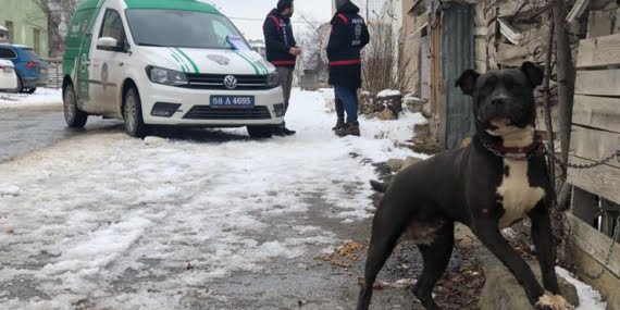 Pitbull’unu gezdiren kişiye 15 bin lira ceza kesildi