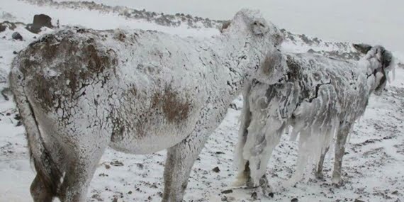 Van’da donmak üzere olan eşekler kurtarıldı
