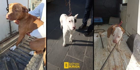 Batman’da yasaklı ırk köpekleri toplandı: Sahiplerine para cezası yağdı