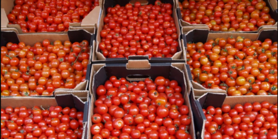 Türkiye’den giden meyveler kapıda bekliyor