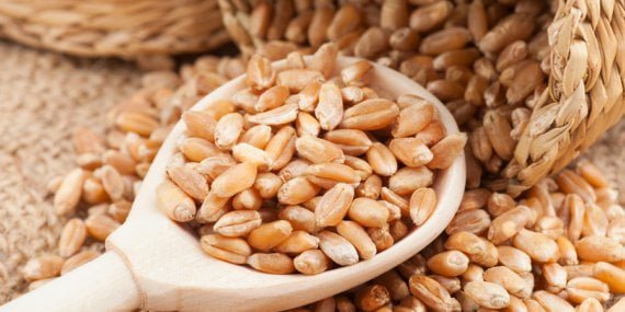 Rojava Özerk Yönetimi çiftçilere ucuz buğday tohumu dağıtıyor