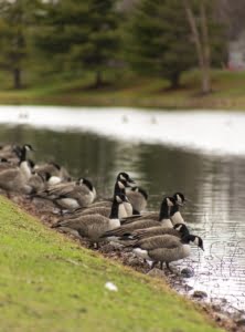 goose-1109461_1280