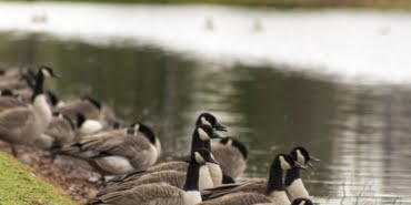 goose-1109461_1280
