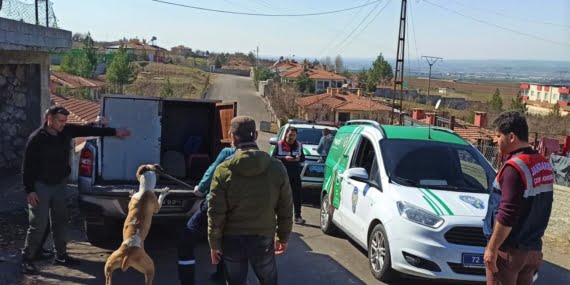 Batman’da Pıtbull köpek bulunduranlara ceza yağdı