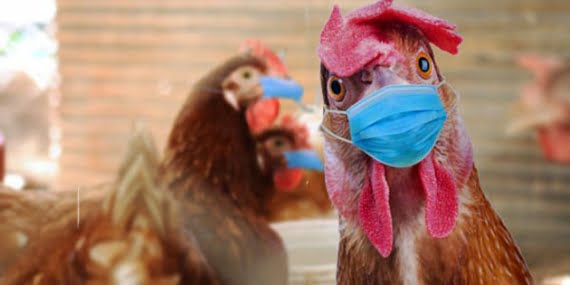 Çin’de kuş gribinin farklı bir türüne ilk kez bir insanda rastlandı