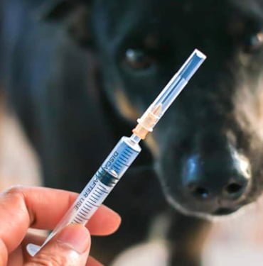 kopek-kuduz-asisi-gidahatti-1