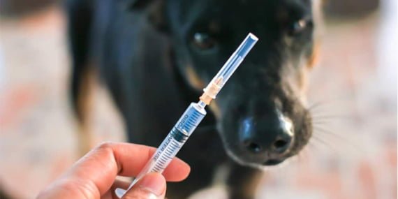 Artık bazı hayvan hastalıkları için tazminat verilmeyecek