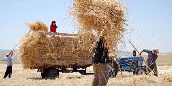 Tarım ve hayvancılık bitme noktasında Tarım ve hayvancılık bitme noktasında