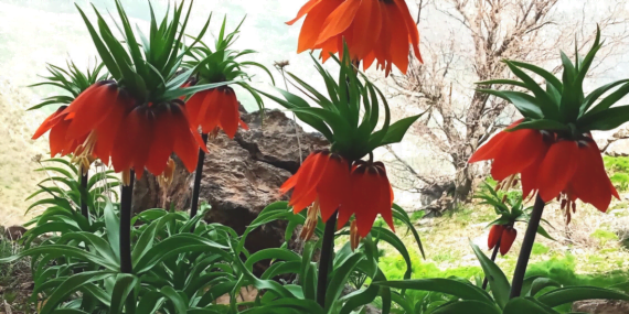 Ters laleler Sason Dağlarını renklendirdi