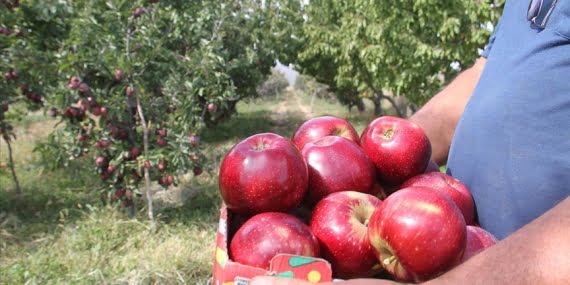 Elmanın üretici ve market arasındaki fiyat farkı yüzde 440’ın üzerine çıktı