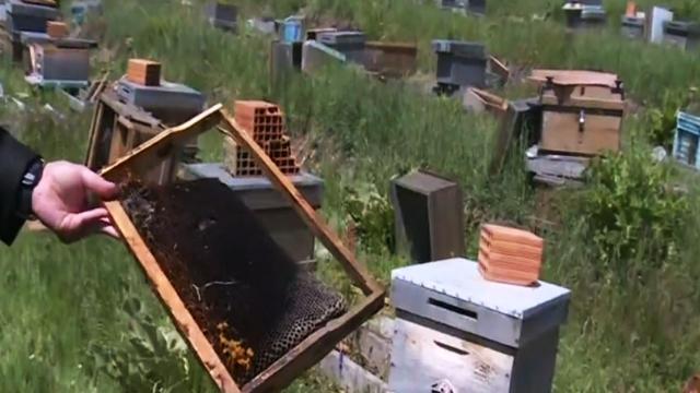 4 milyon arıyı öldürüp, kraliçe arıları çaldılar