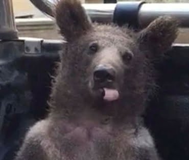 600x314-duzcede-balin-dozunu-kaciran-ayi-sosyal-medyayi-salladi-o-bali-yerseniz-siz-de-ayi-gibi-kendinizden-gecebilirs-1660230630014