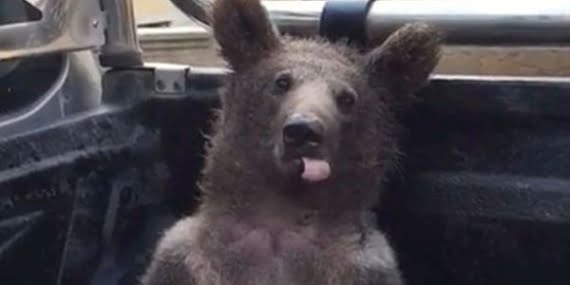 Baldan zehirlenen ayı armut diyetine girdi