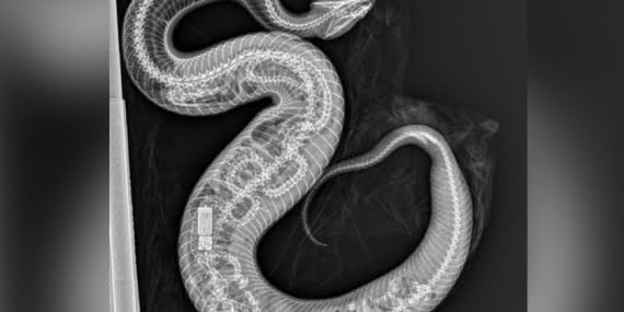 Yılanın içinden bir metrelik piton çıktı