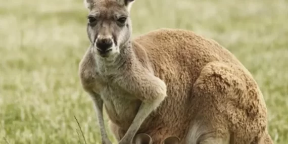 Kangru sahibini öldürdü