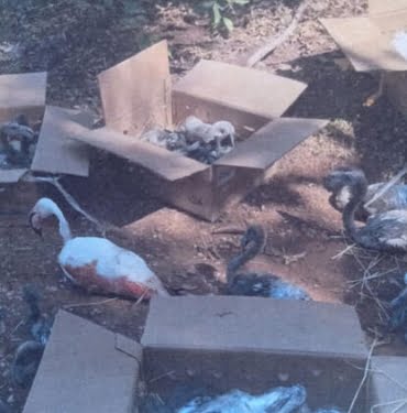 632c1e20470a9b3c3c05d12a