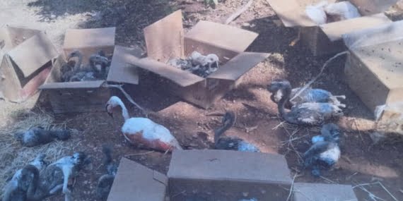 Tuz Gölü’nden 47 flamingo çalan şahıslar otobüste yakalandı