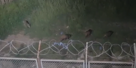 Batman Havalimanı civarında domuz sürüsü mısır tarlasına girdi