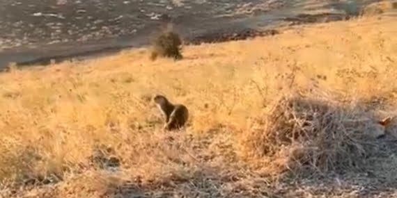 Batman’ın Gercüş ilçesinde su samuru görüldü