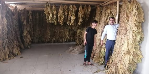 Batman Tütün Üreticileri Birliği Başkanı Baydak: Hedefimiz Batman'a tütün fabrikası açtırmak Batman Tütün Üreticileri Birliği Başkanı Baydak: Hedefimiz Batman’a tütün fabrikası açtırmak