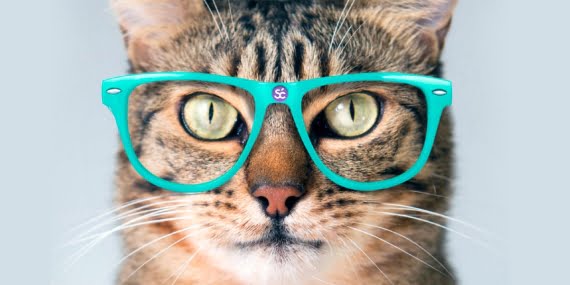 Araştırmalar kedilerin insanları dinlediğini ortaya koydu