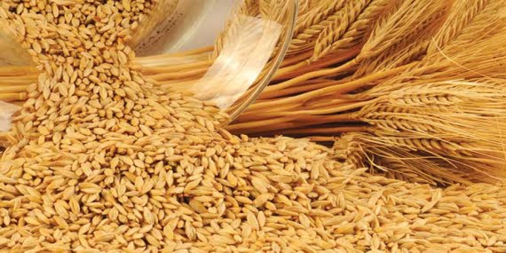 TMO uygun fiyatla arpa satışı yapacak