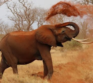 f-harfli-hayvan-isimleri-660x330